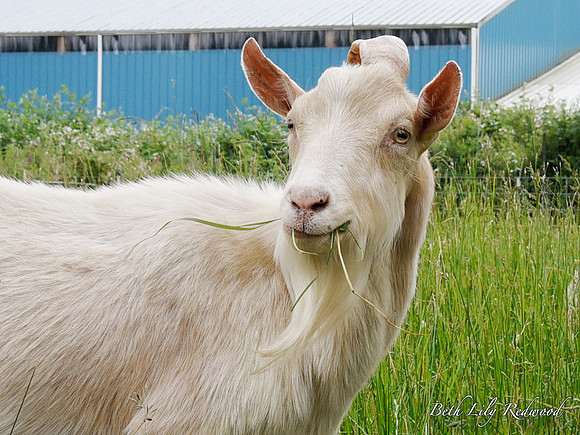 Goats and Sheep