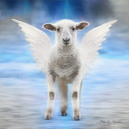 Angel Lamb