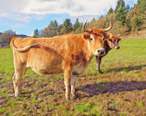 Tilly and Moose in the Pasture