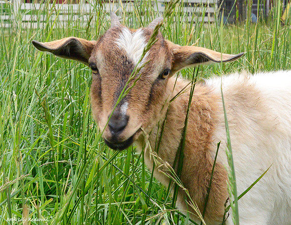 Goats and Sheep