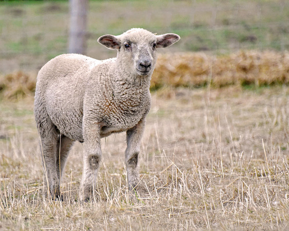 Welcome Baby Lamb Dash