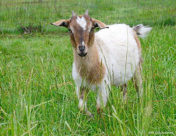Goats and Sheep