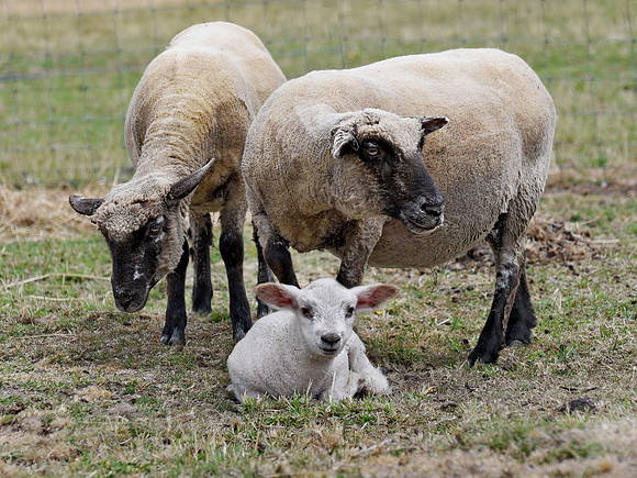 Welcome Baby Lamb Dash