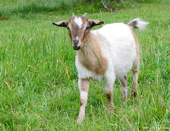Goats and Sheep