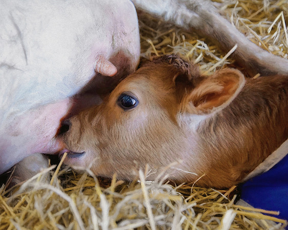 Cow's Milk is for Baby Cows
