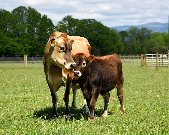 Motherly Love: Betsy and Oliver at Lighthouse Farm Sanctuary