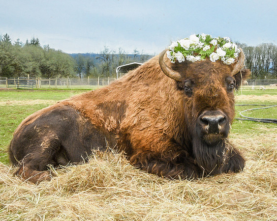 Magnificent Helen at Lighthouse Farm Sanctuary
