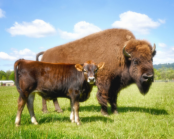 Best Friends: Oliver and Helen at Lighthouse Farm Sanctuary