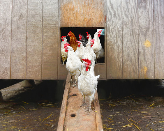 Happy Hens at Wildwood Farm Sanctuary