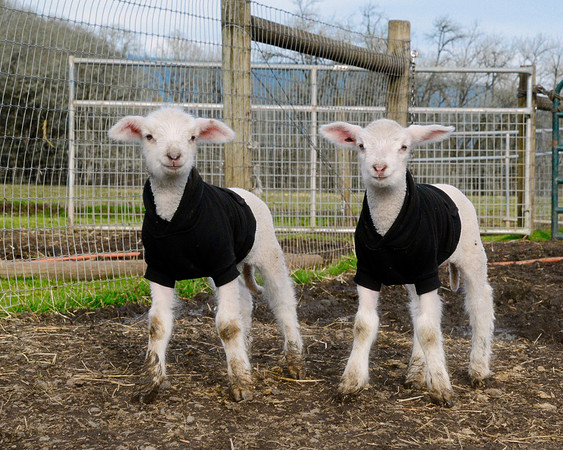 Judy and Jewel in their matching sweaters at Lighthouse Farm Sanctuary