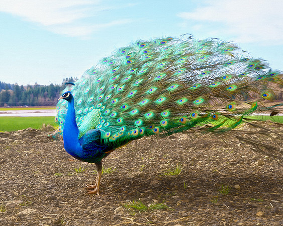 Sir Randolph in all his glory at Wildwood Farm Sanctuary