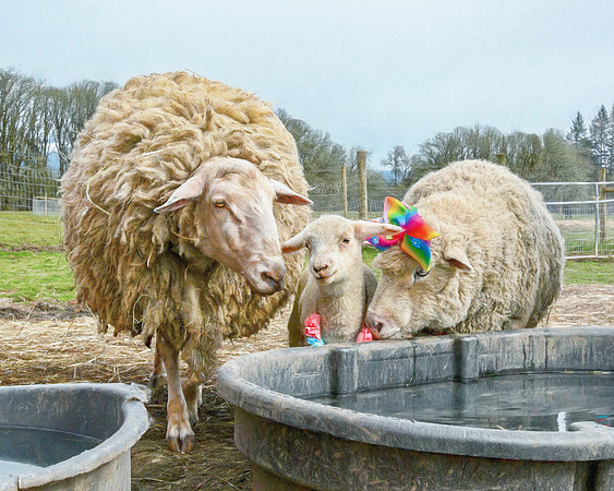 Sheep Family: Harold, Judy and Pearl at Lighthouse Farm Sanctuary