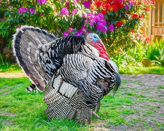 Rufus in front of flowering bushes at is sanctuary home