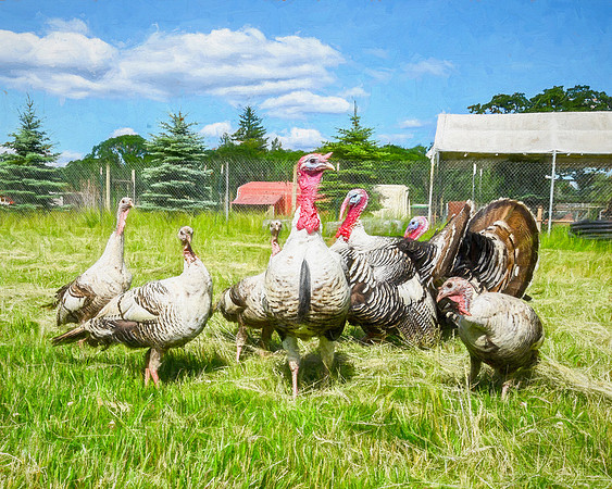 Turkey friends at Lighthouse Farm Sanctuary