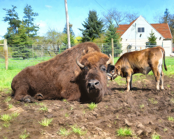 Young Oliver with BFF Helen the bison