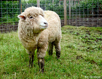 Goats and Sheep