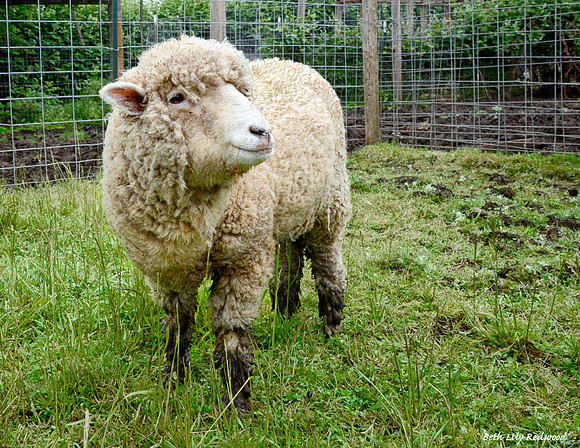 Goats and Sheep