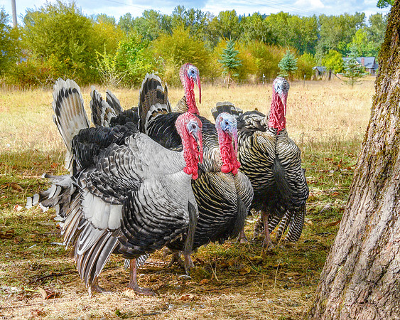 Turkey friends at Lighthouse Farm Sanctuary