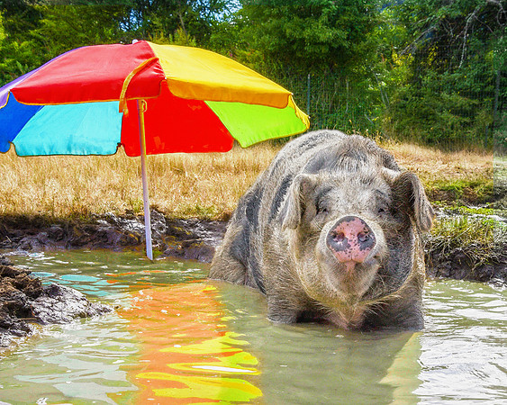 Poppy cooling off on a hot summer day