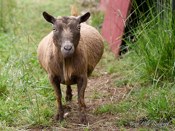 Goats and Sheep