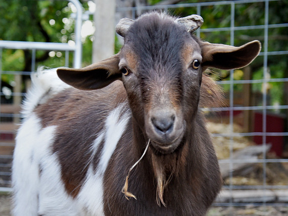 Goats and Sheep