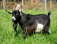 Goats and Sheep