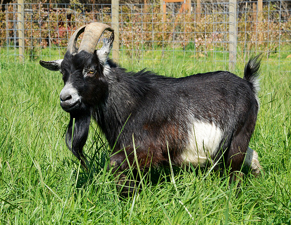 Goats and Sheep