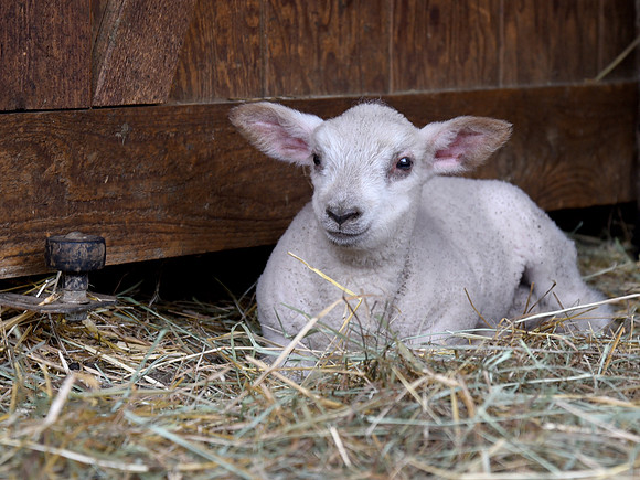 Welcome Baby Lamb Dash