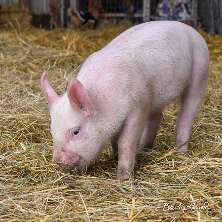 Rescued Piglets