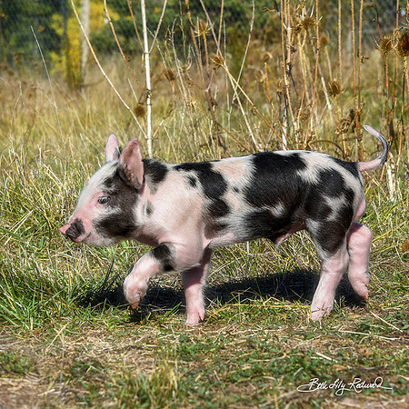 Rescued Piglets