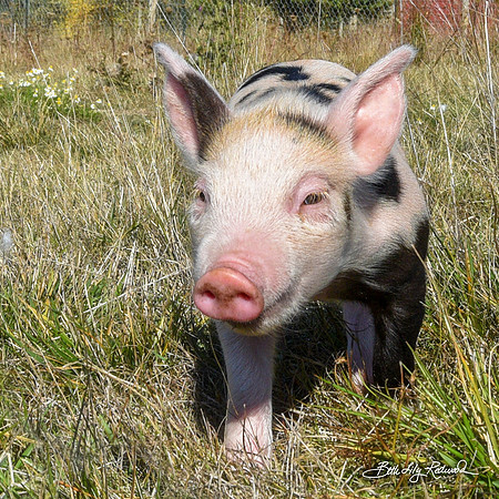 Rescued Piglet