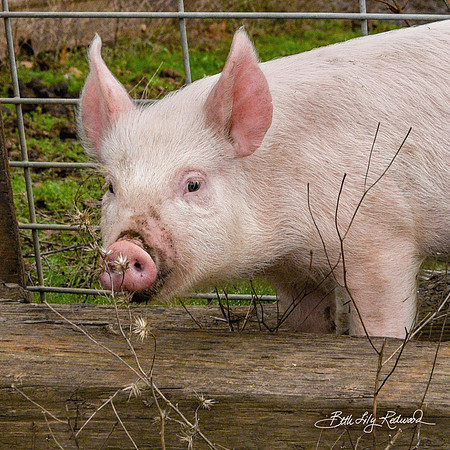 Rescued Piglets