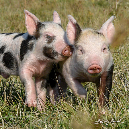 Rescued Piglets