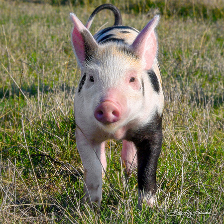 Rescued Piglets