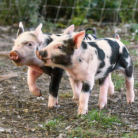 Rescued Piglets
