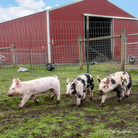 Rescued Piglets