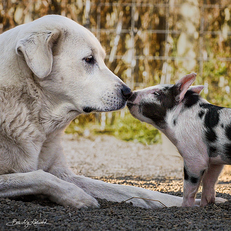 Rescued Piglet and Lily the Dog