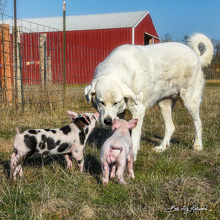 Rescued Piglets