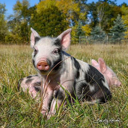 Rescued Piglets