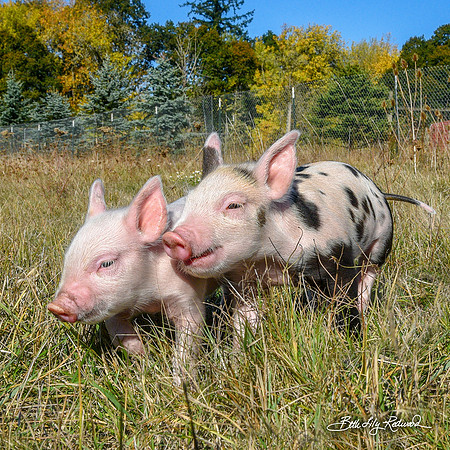 Rescued Piglets