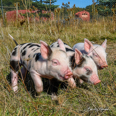 Rescued Piglets