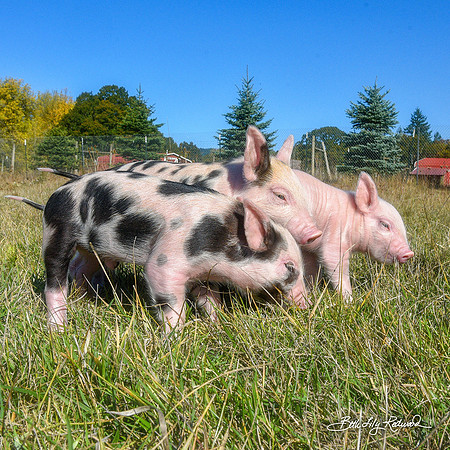 Rescued Piglets
