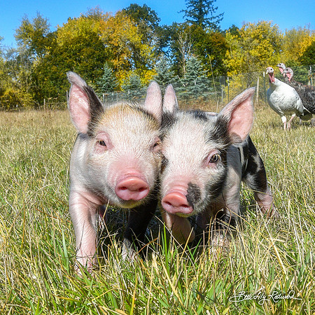Rescued Piglets