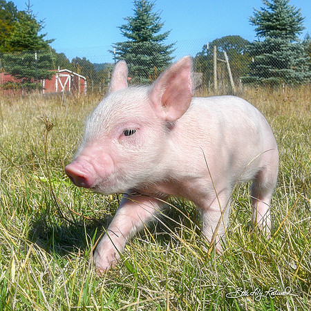 Rescued Piglet Hermes