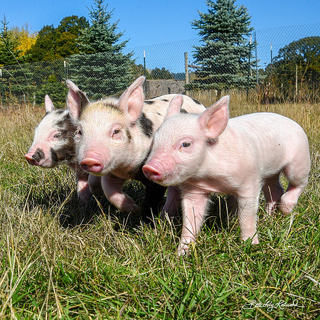 Rescued Piglets
