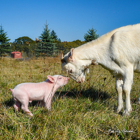 Rescued Piglet Hermes and Lemon the Goat