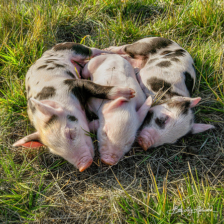 Rescued Piglets Sleeping