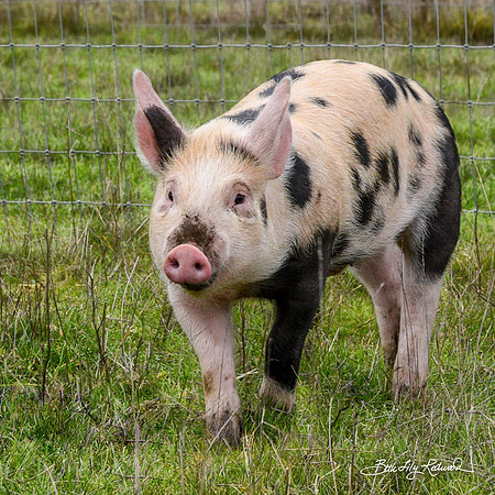 Rescued Piglet Bruno