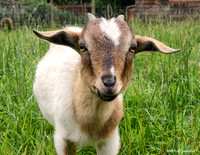 Goats and Sheep