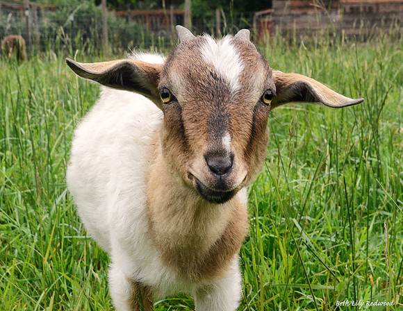Goats and Sheep